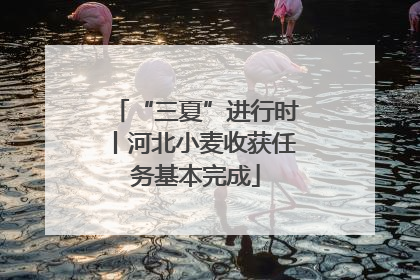“三夏”进行时丨河北小麦收获任务基本完成