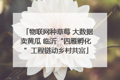 物联网种草莓 大数据卖黄瓜 临沂“四雁孵化”工程链动乡村共富