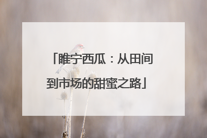 睢宁西瓜：从田间到市场的甜蜜之路
