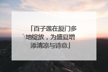 百子莲在厦门多地绽放，为盛夏增添清凉与诗意