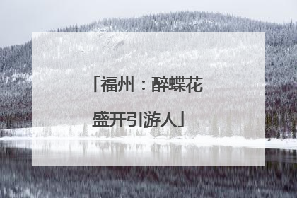 福州：醉蝶花盛开引游人