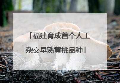 福建育成首个人工杂交早熟黄桃品种