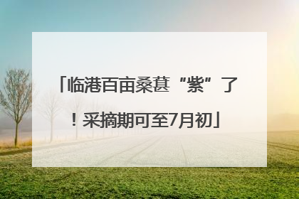 临港百亩桑葚“紫”了！采摘期可至7月初