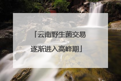 云南野生菌交易逐渐进入高峰期