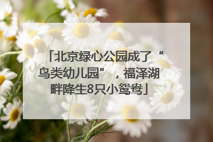 北京绿心公园成了“鸟类幼儿园”，福泽湖畔降生8只小鸳鸯