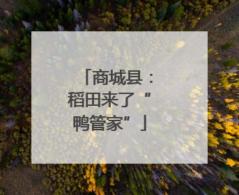 商城县：稻田来了“鸭管家”