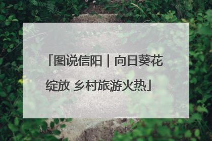 图说信阳｜向日葵花绽放 乡村旅游火热