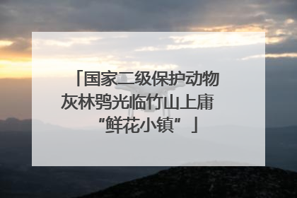 国家二级保护动物灰林鸮光临竹山上庸“鲜花小镇”