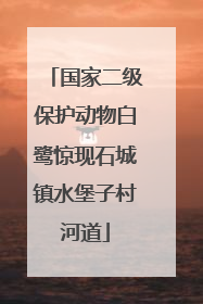 国家二级保护动物白鹭惊现石城镇水堡子村河道