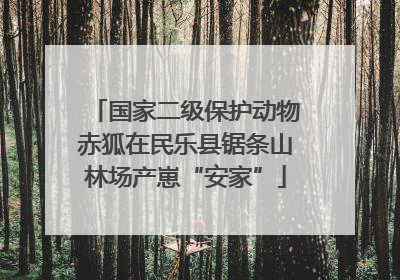 国家二级保护动物赤狐在民乐县锯条山林场产崽“安家”