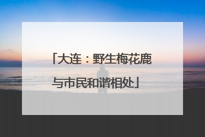 大连：野生梅花鹿与市民和谐相处