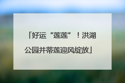 好运“莲莲”！洪湖公园并蒂莲迎风绽放