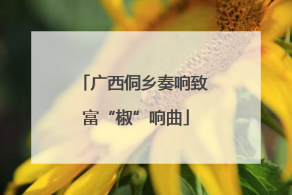 广西侗乡奏响致富“椒”响曲