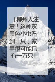 柳州人注意！这种灰黑色小虫看到一只，家里很可能已有一万只