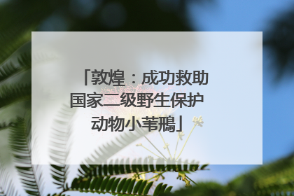 敦煌：成功救助国家二级野生保护动物小苇鳽