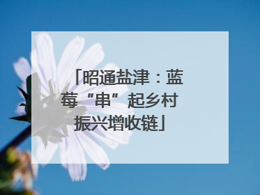 昭通盐津：蓝莓“串”起乡村振兴增收链