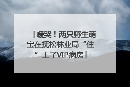 暖哭！两只野生萌宝在抚松林业局“住”上了VIP病房