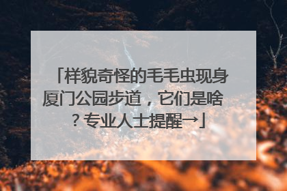 样貌奇怪的毛毛虫现身厦门公园步道，它们是啥？专业人士提醒→