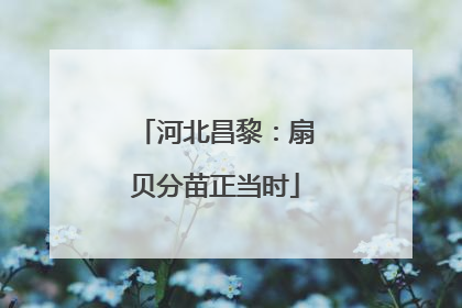 河北昌黎：扇贝分苗正当时