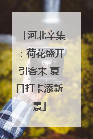 河北辛集：荷花盛开引客来 夏日打卡添新景