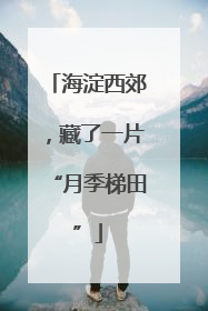 海淀西郊，藏了一片“月季梯田”