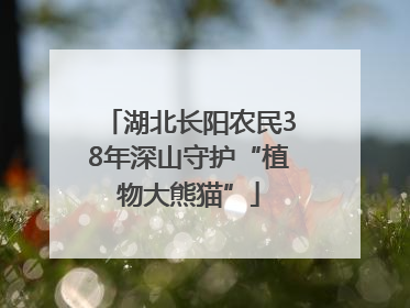 湖北长阳农民38年深山守护“植物大熊猫”