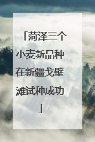 菏泽三个小麦新品种在新疆戈壁滩试种成功