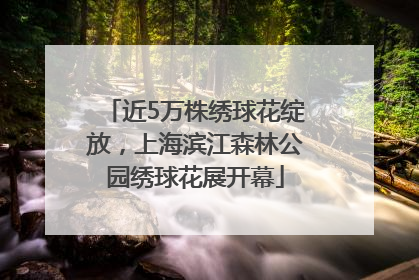 近5万株绣球花绽放，上海滨江森林公园绣球花展开幕