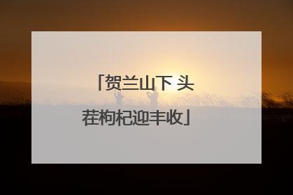贺兰山下 头茬枸杞迎丰收
