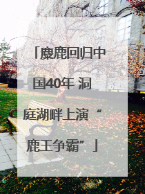 麋鹿回归中国40年 洞庭湖畔上演“鹿王争霸”