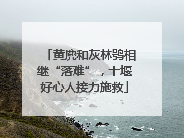 黄麂和灰林鸮相继“落难”，十堰好心人接力施救