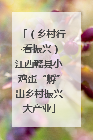 （乡村行·看振兴）江西赣县小鸡蛋“孵”出乡村振兴大产业